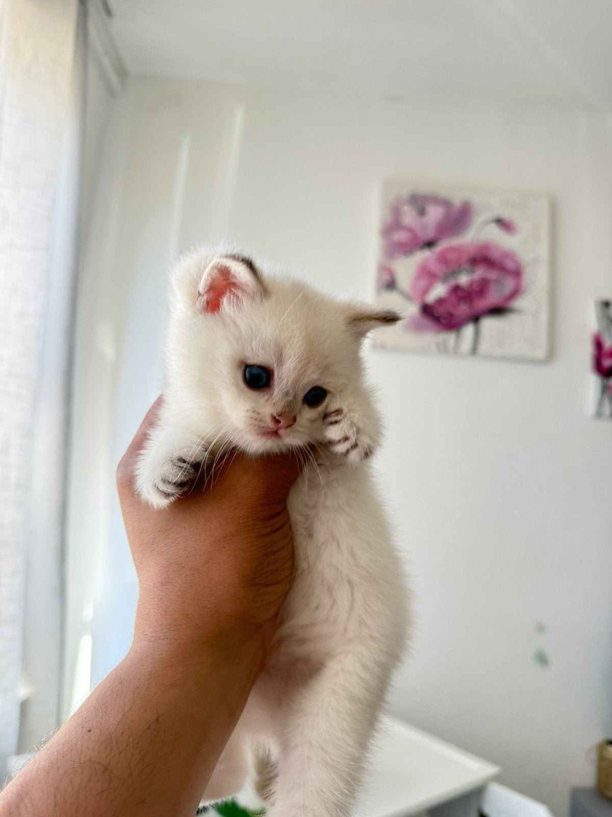 Prachtige Britse Korthaar kater – wit met blauwe ogen, Dieren en Toebehoren, Katten en Kittens | Raskatten | Korthaar, Kater