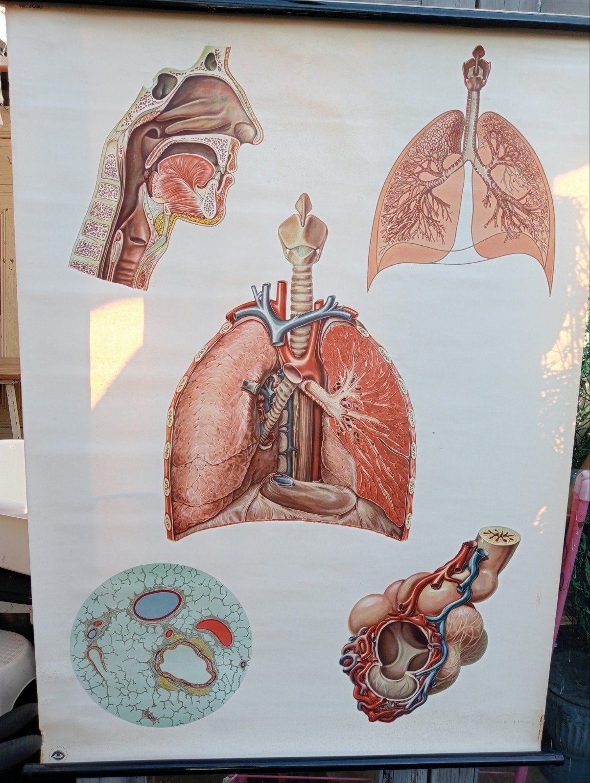 Vintage Anatomische Schoolplaat Ademhalingsorganen Dresden, Antiek en Kunst, Ophalen of Verzenden, Natuur en Biologie