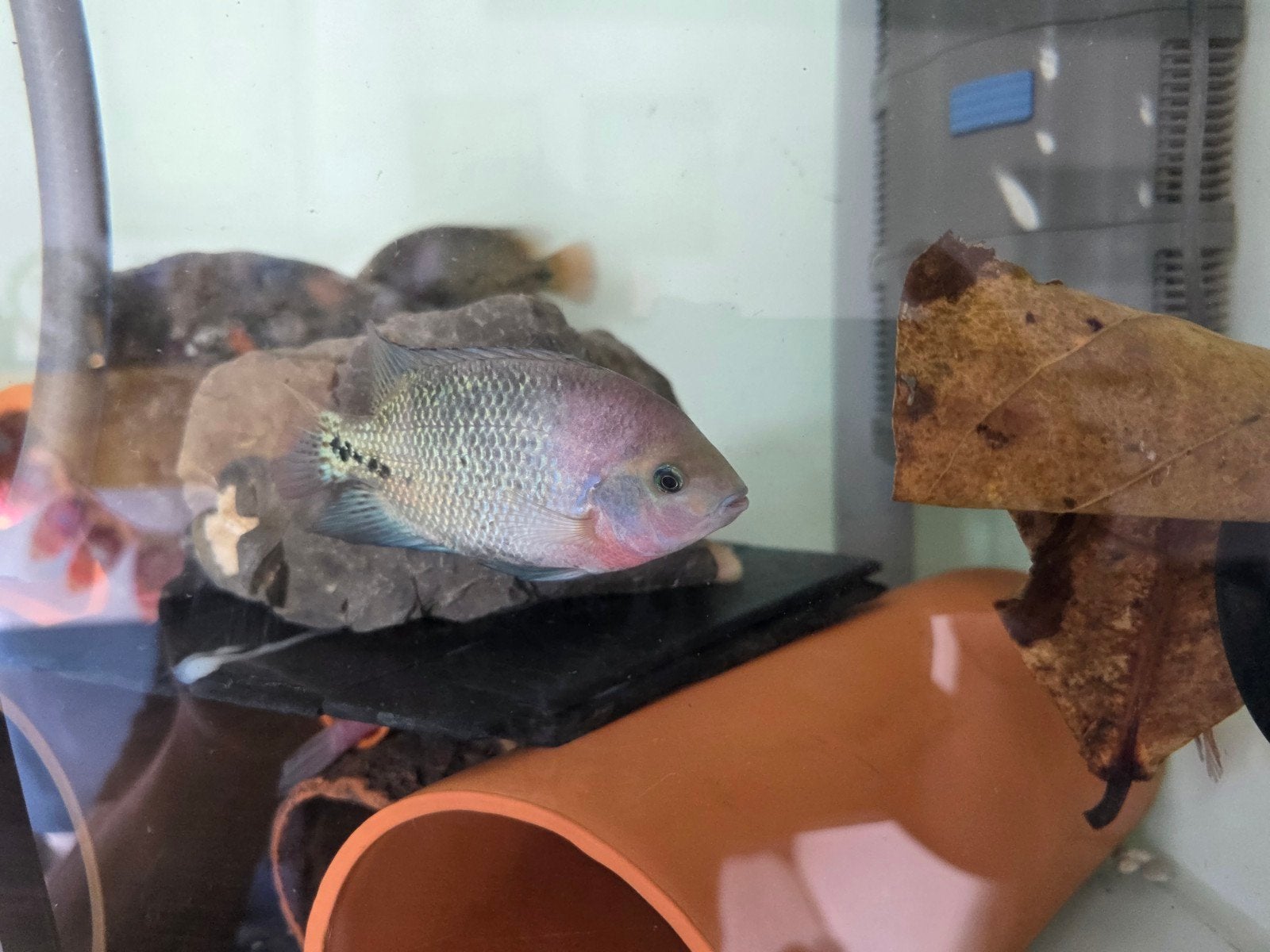 vieja synspilum Aquariumvissen 4 stuks, Meerdere dieren, Parkiet