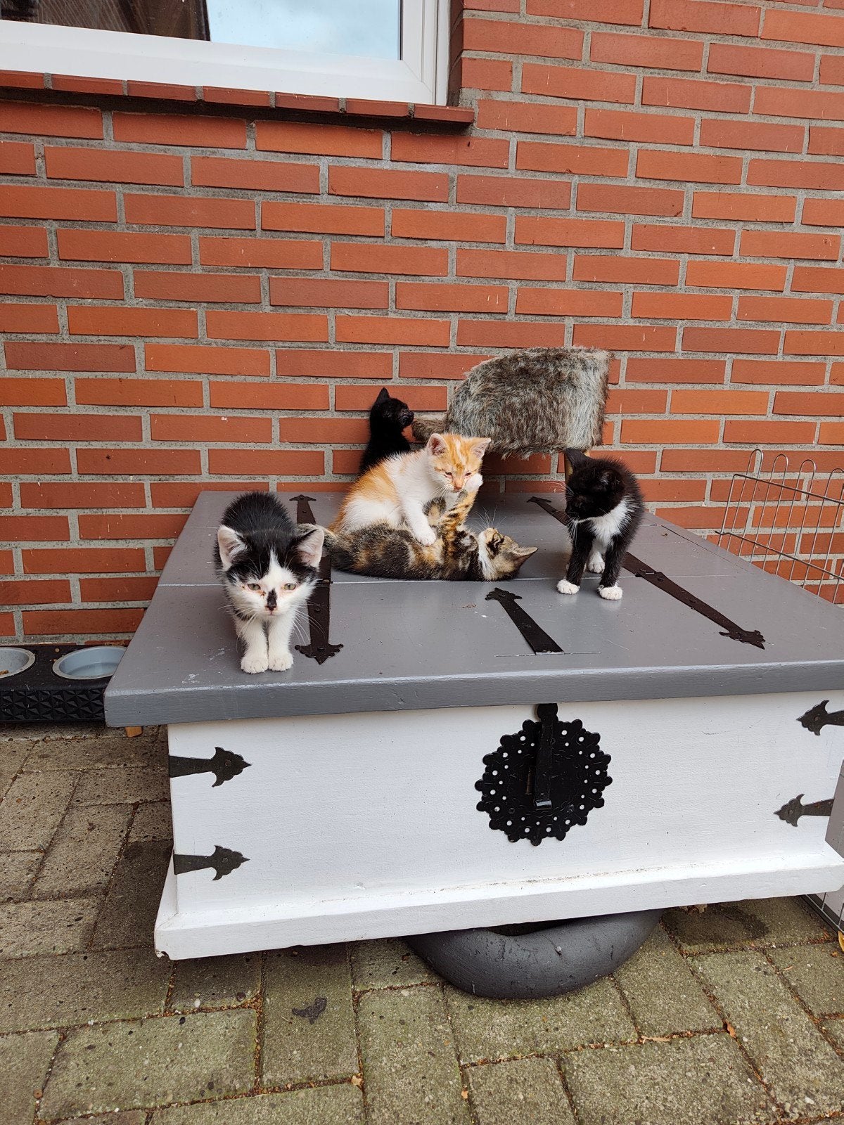 11 lieve kittens rood/tijger enzovoort, Meerdere dieren, Kortharig, 0 tot 2 jaar