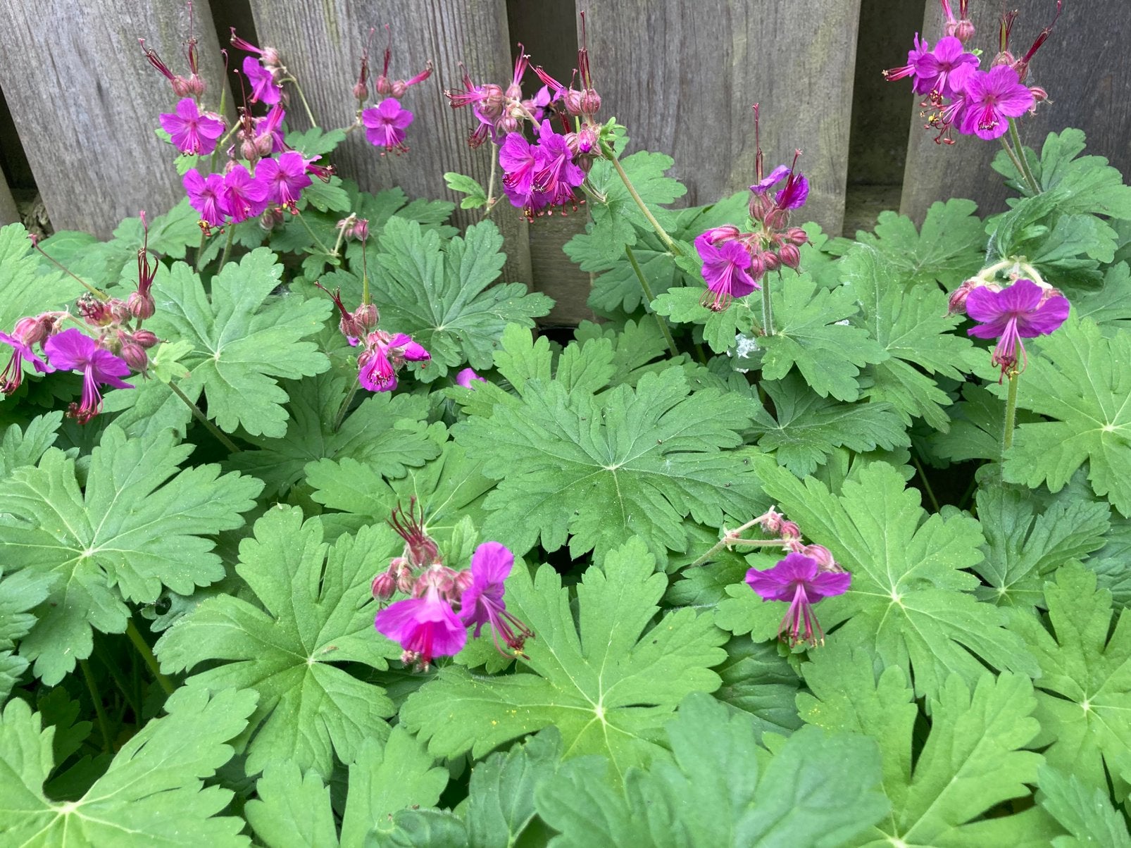 Ooievaarsbek Geranium Tuinplant Plant fuchsia roze, Ophalen, Halfschaduw