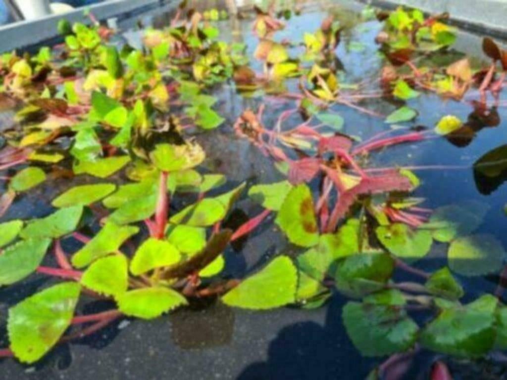 ACTIE, Vijverplanten, waterlelies, drijfplanten - Koidreams, Ophalen of Verzenden, Nieuw, Plant(en), Steen of Hout