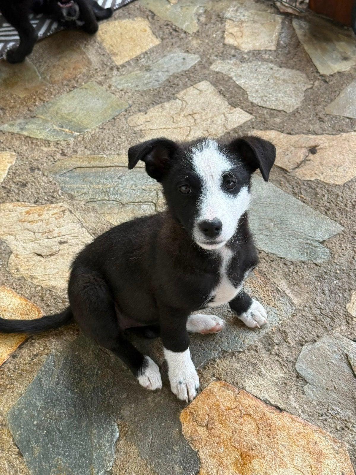 teefjes, puppys zoeken een thuis adoptiehonden, Dieren en Toebehoren, Particulier, 8 tot 15 weken, Buitenland, Meerdere
