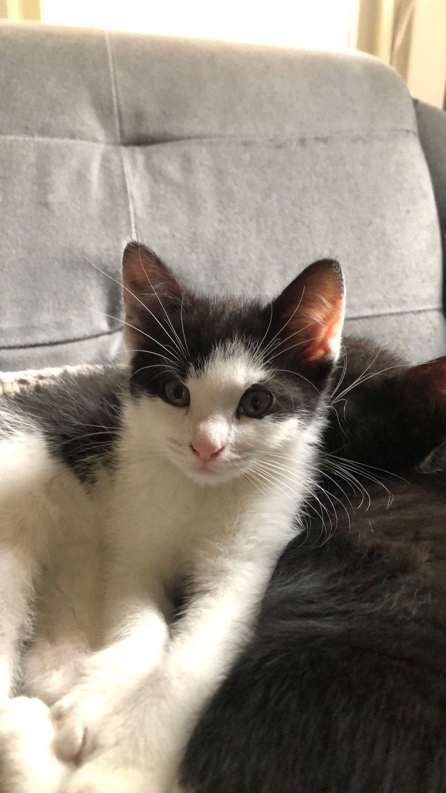 Kitten poes kan het nest verlaten, Meerdere dieren