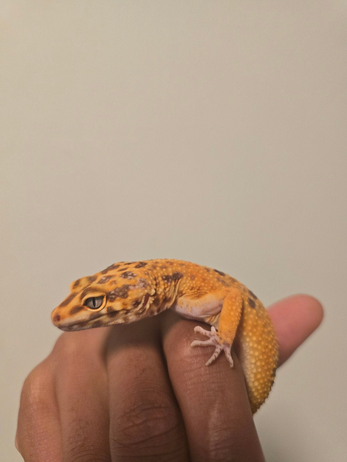 Luipaardgekko vrouwtje, Dieren en Toebehoren, Reptielen en Amfibieën