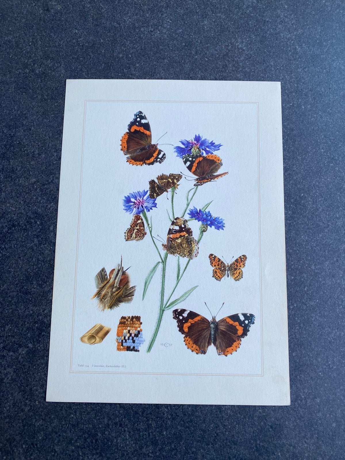 Vele prenten insekten vlinders 19x27 uitzoeken pst 2  euro, Antiek en Kunst, Ophalen of Verzenden, Natuur en Biologie