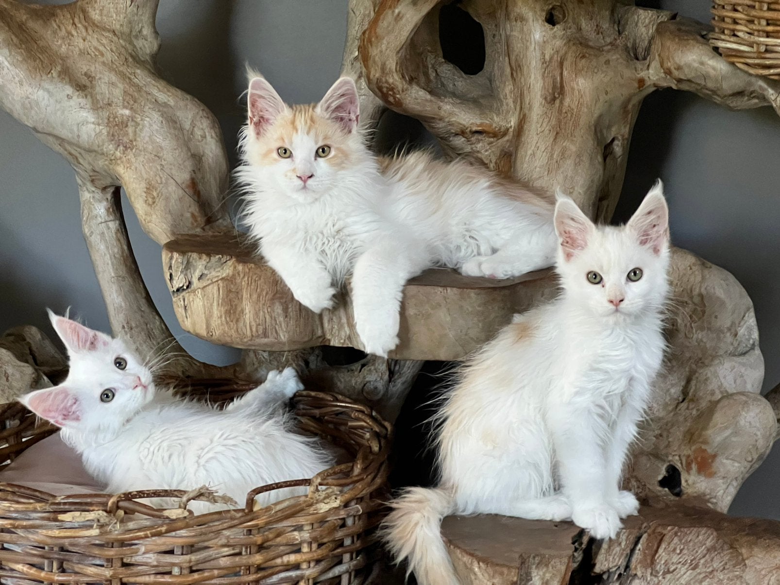 Mooie gezonde Maine Coon kittens, Dieren en Toebehoren, Meerdere dieren