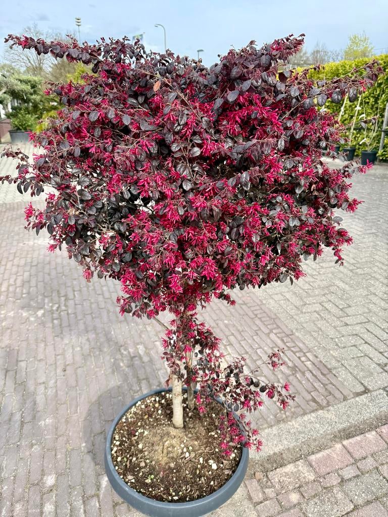 Chinese Franjeboom (Loropetalum) 150cm incl. pot, Overige soorten, Vaste plant, Ophalen of Verzenden, Halfschaduw