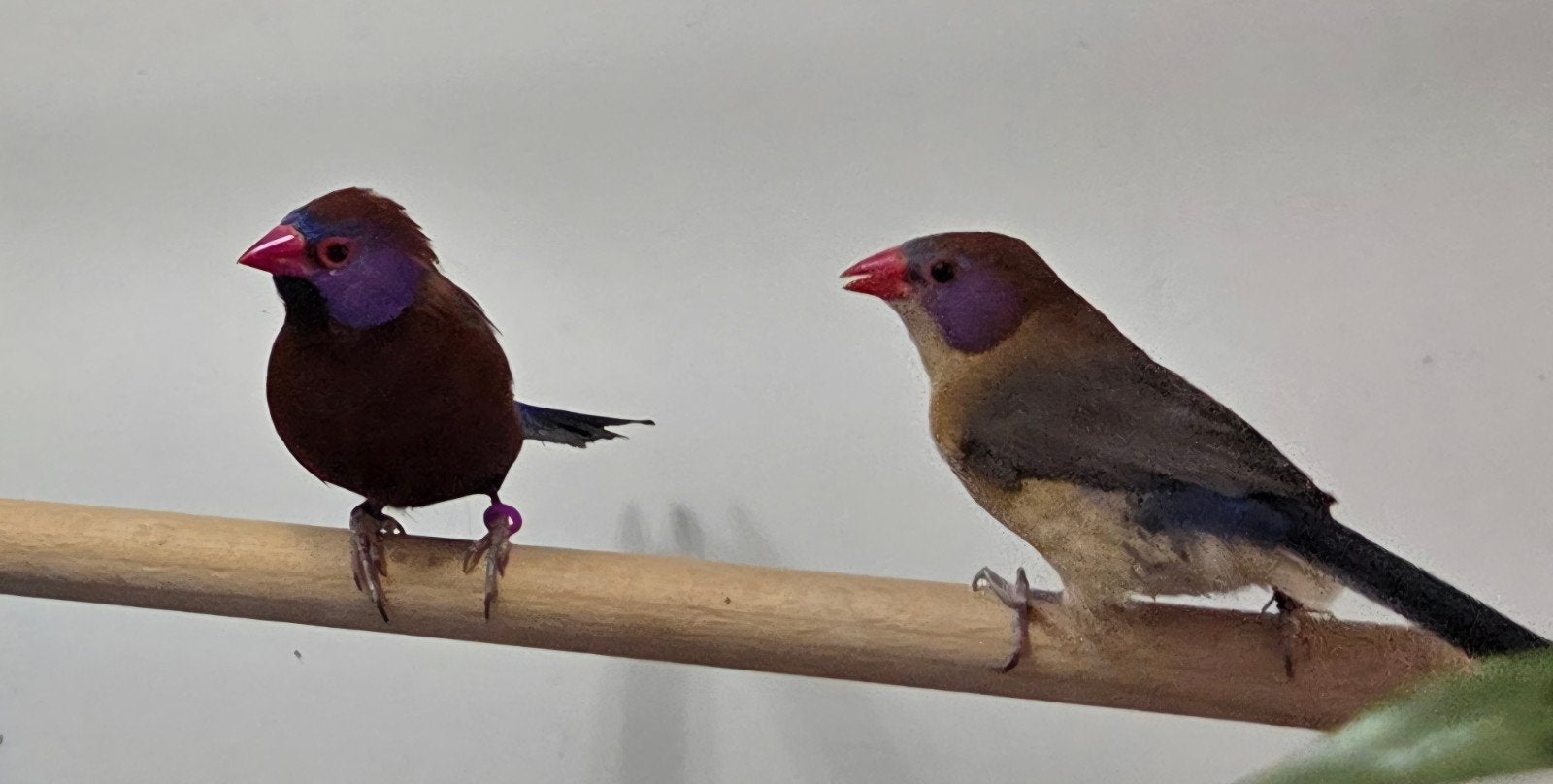Granaat astrildes, Dieren en Toebehoren, Vogels | Overige Vogels, Meerdere dieren, Geringd
