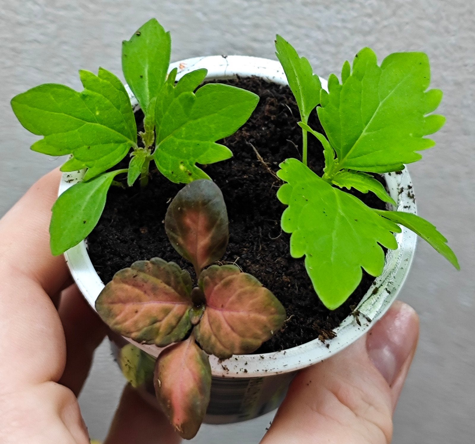 Coleus siernetel zaailingen, Ophalen, Halfschaduw, Minder dan 100 cm