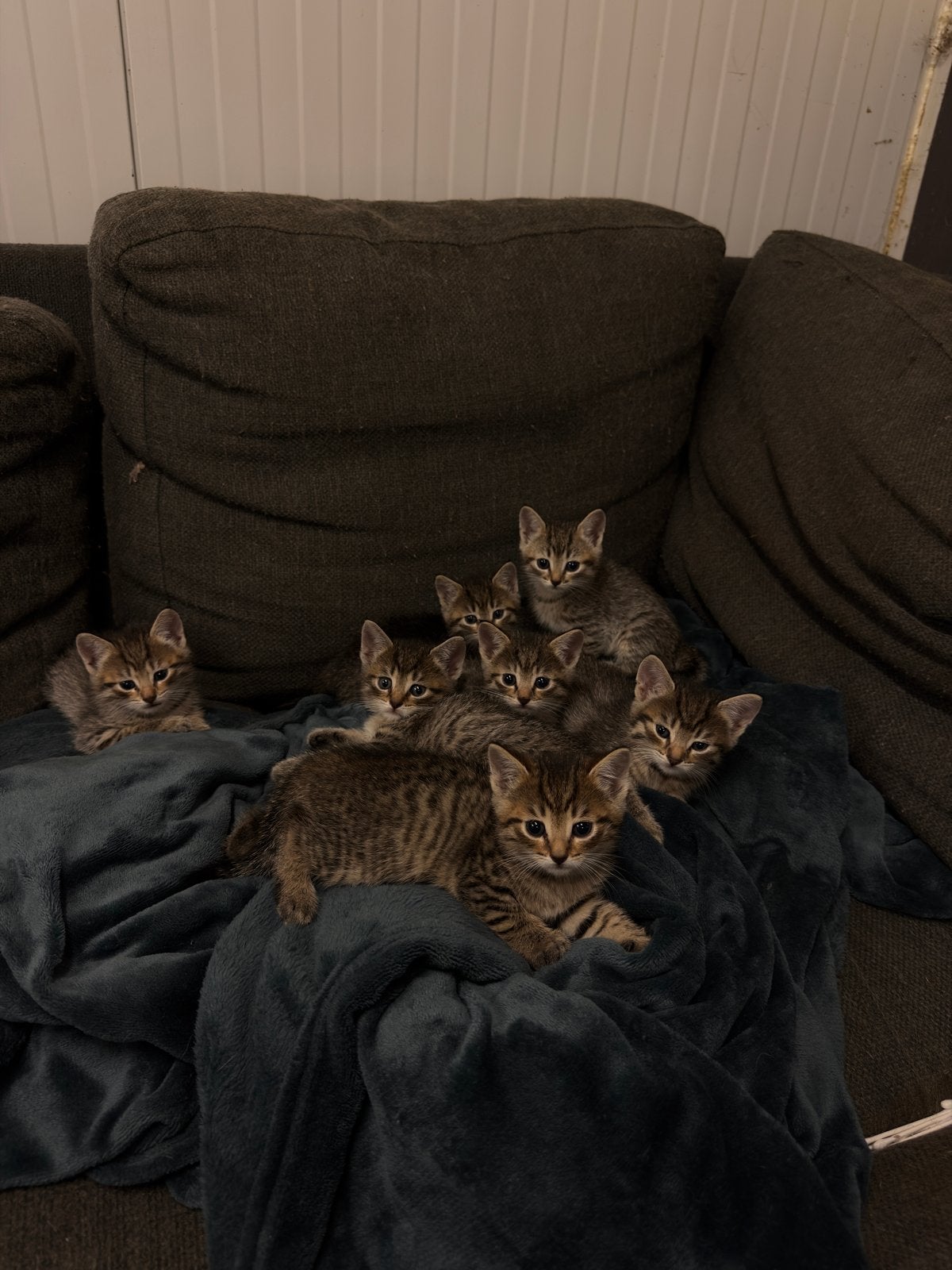 Lieve kittens zoeken een warm huisje, Meerdere dieren