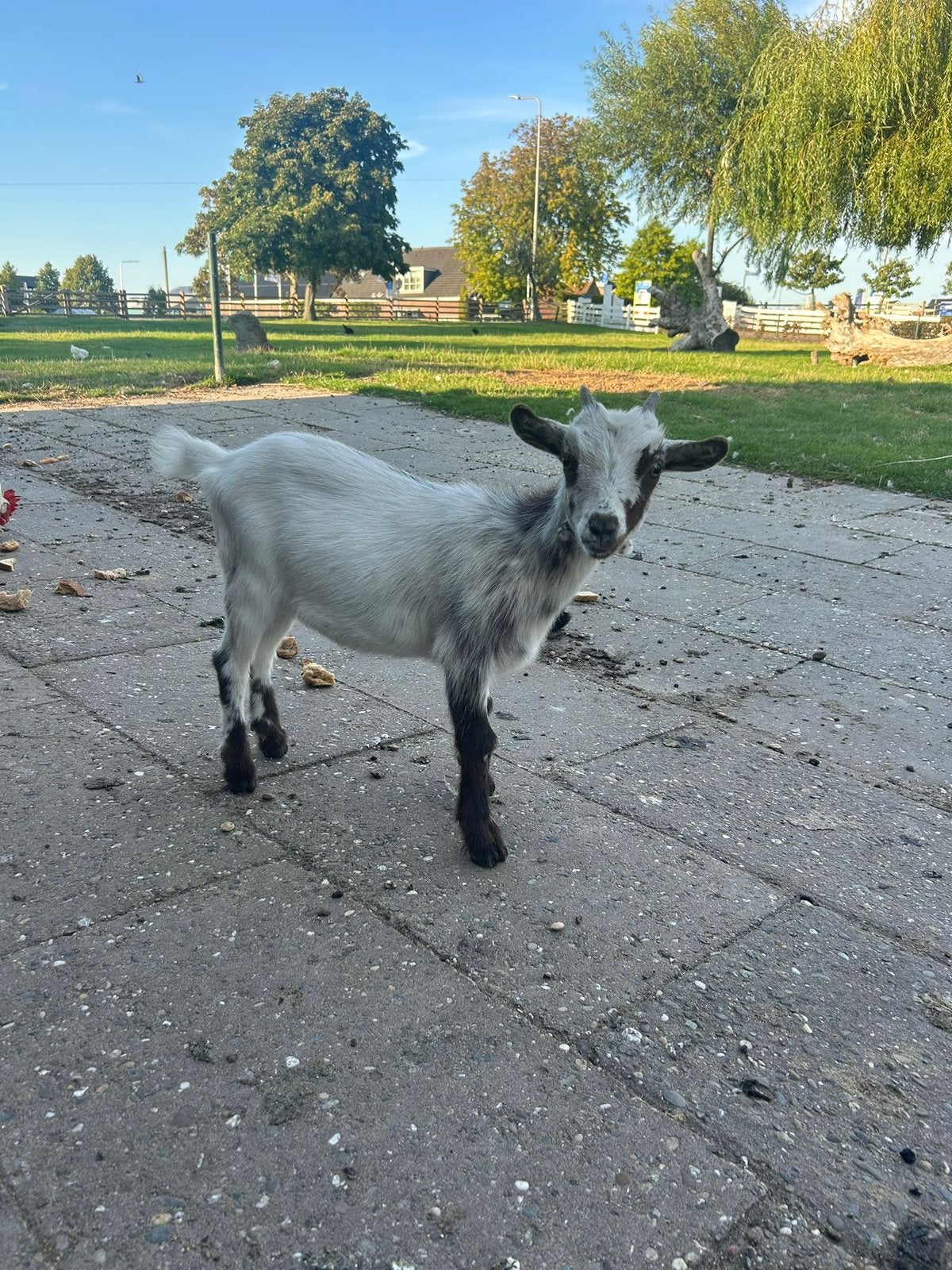 Dwerggeitje te koop, Meerdere dieren, Geit, 0 tot 2 jaar