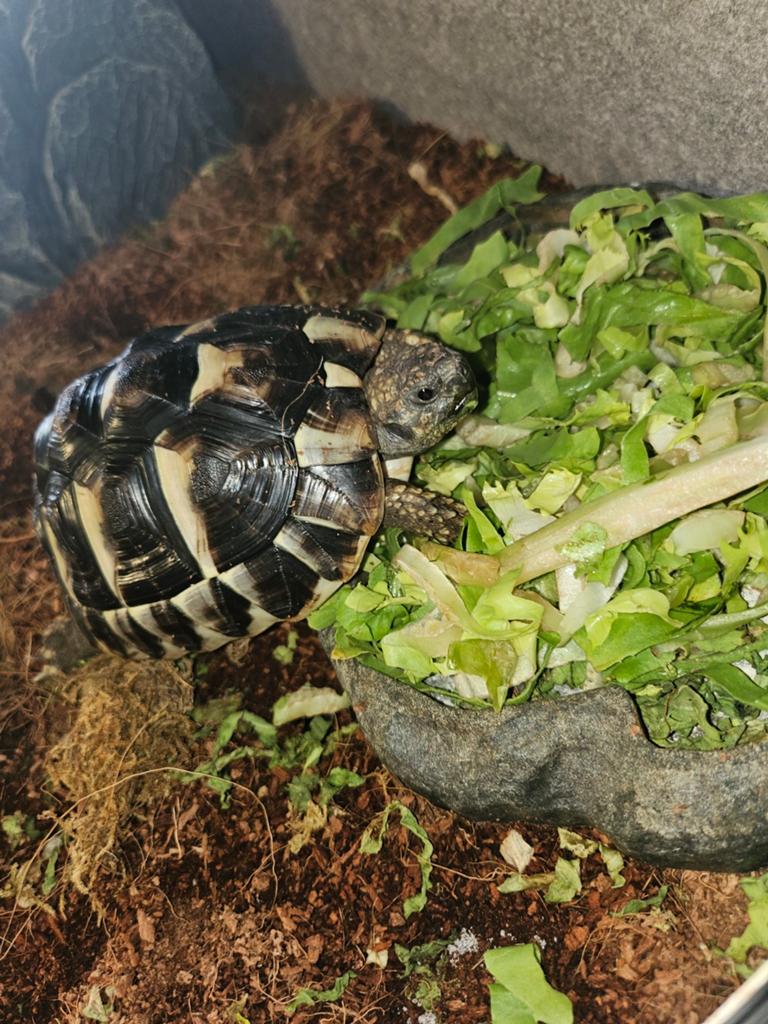 Testudo hermanni Boettgerie Tortoise - female for sale from Maaike