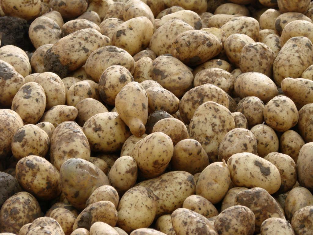 Aardappelen van de kleigrond.