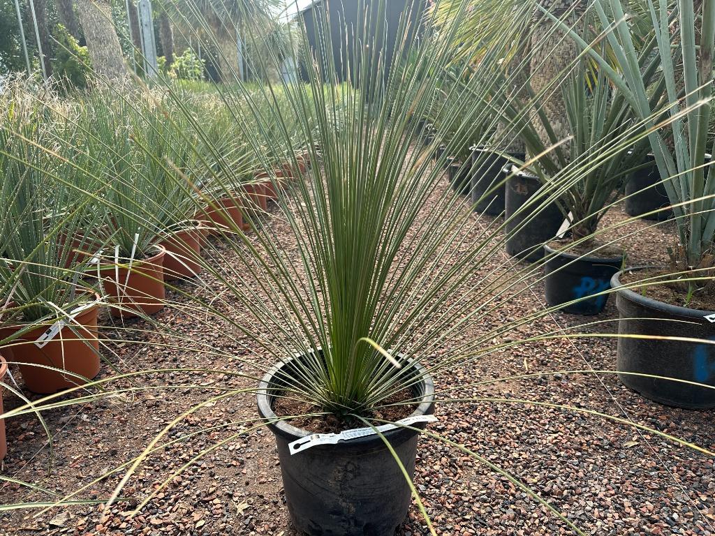 Dasylirion longissimum - Mexicaanse grasboom te koop, Bloeit niet, Minder dan 100 cm, Volle zon, In pot