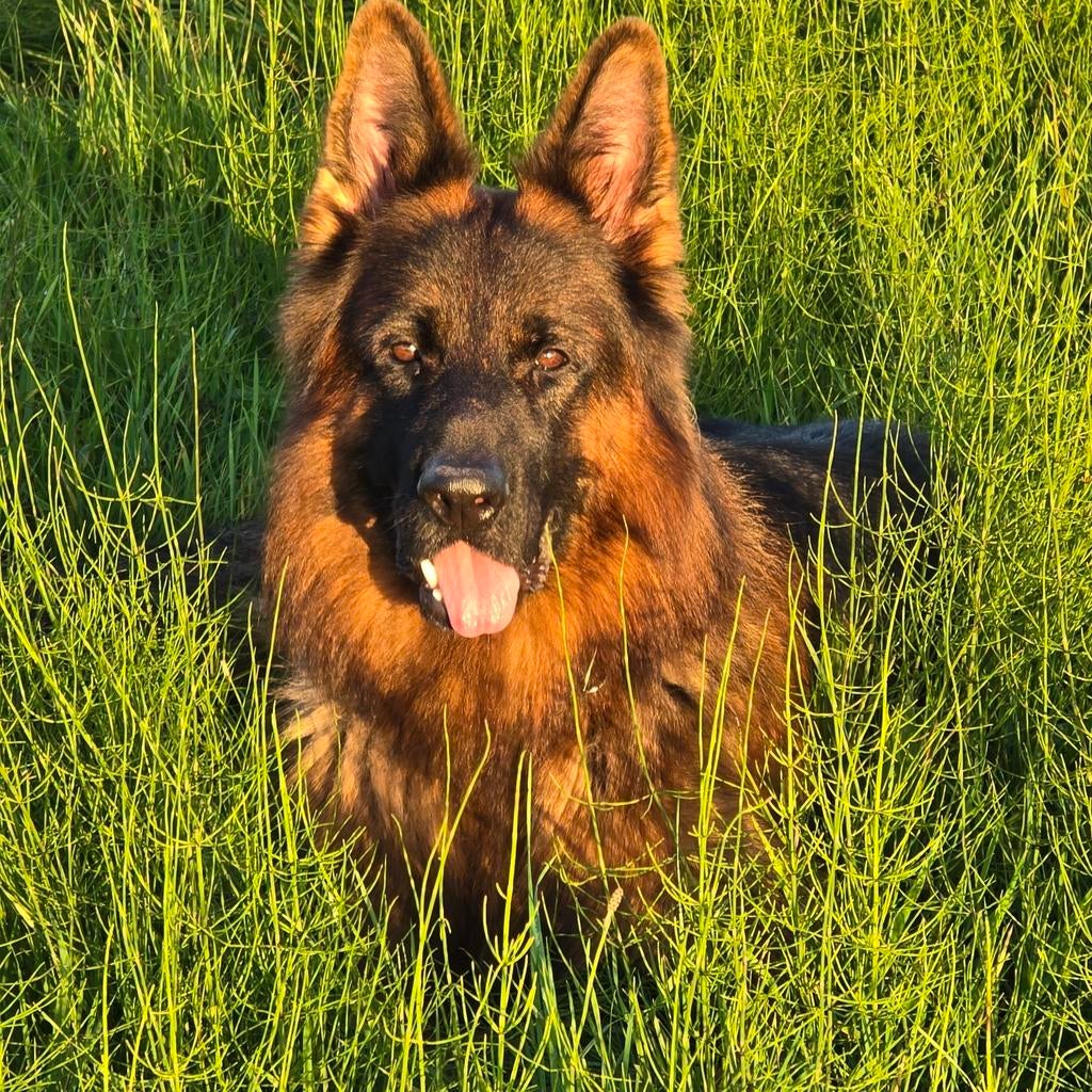 Dekreu oud duitse herder, Dieren en Toebehoren, Honden | Herdershonden en Veedrijvers, Particulier, Reu, 1 tot 2 jaar, Buitenland