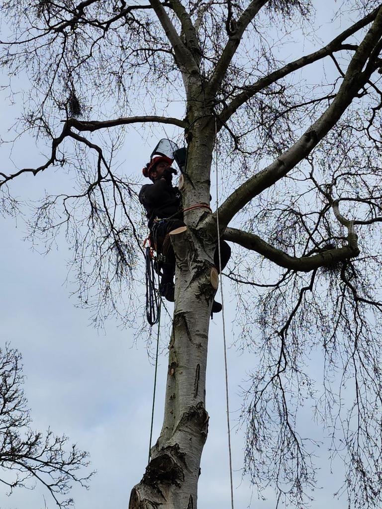 ,Moeilijke bomen snoeien/kappen dmv klimmen, Tuinonderhoud of Snoeiwerk
