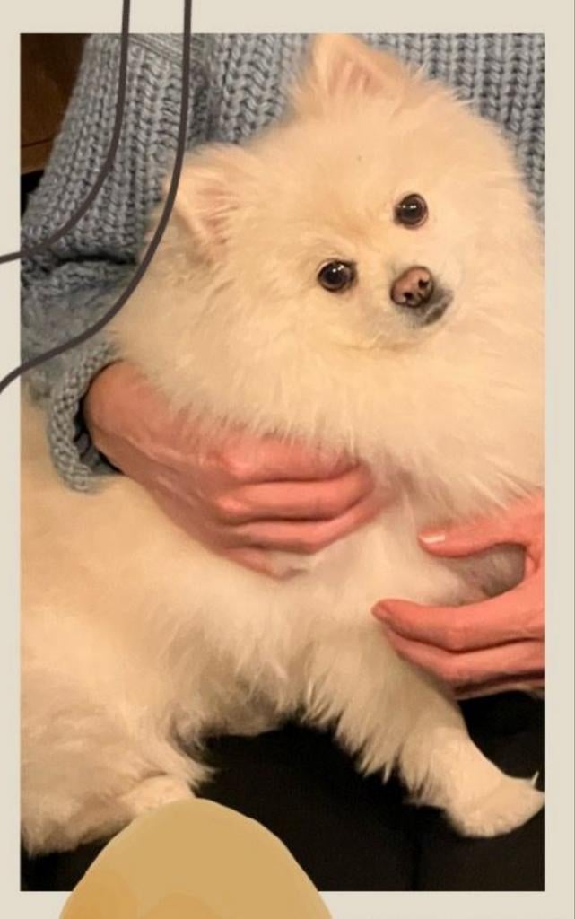 DEKREU Pomeriaan wit (Niet te koop!), Keeshond, Reu, Eén hond, 3 tot 5 jaar
