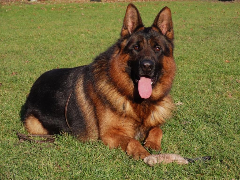 Duitse herder dekreu IGP1 kkl, Dieren en Toebehoren, Reu, 1 tot 2 jaar, Parvo, Meerdere