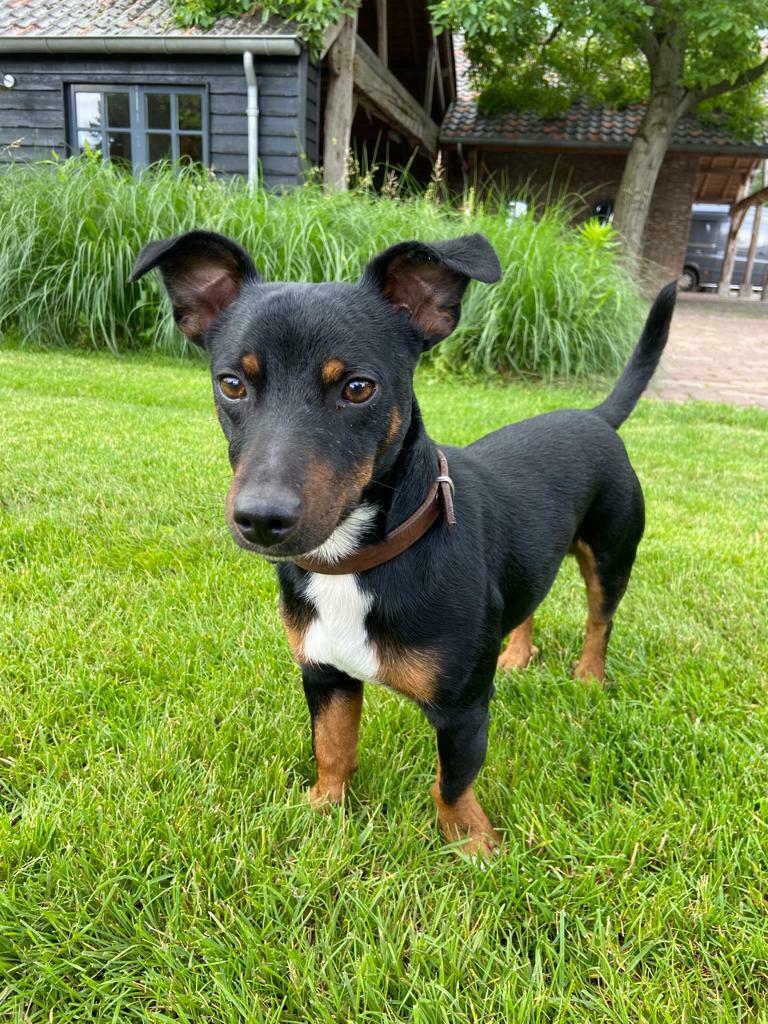 Jack Russel Black and Tan DEKREU, Reu, CDV (hondenziekte), 1 tot 2 jaar, Eén hond