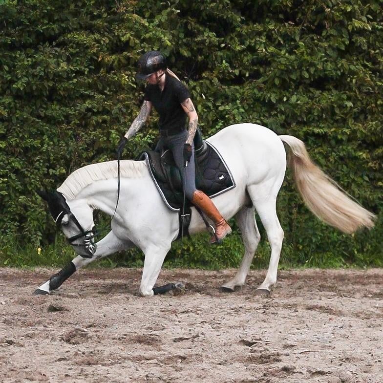 Instructie, shows en clinics, verkoopbemiddeling., Gedragstraining