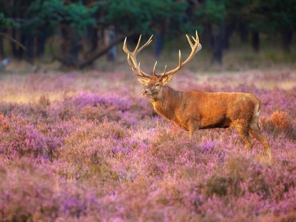 3 dagen Fletcher Veluwe incl. diner vanaf € 85, Twee personen, Overige soorten