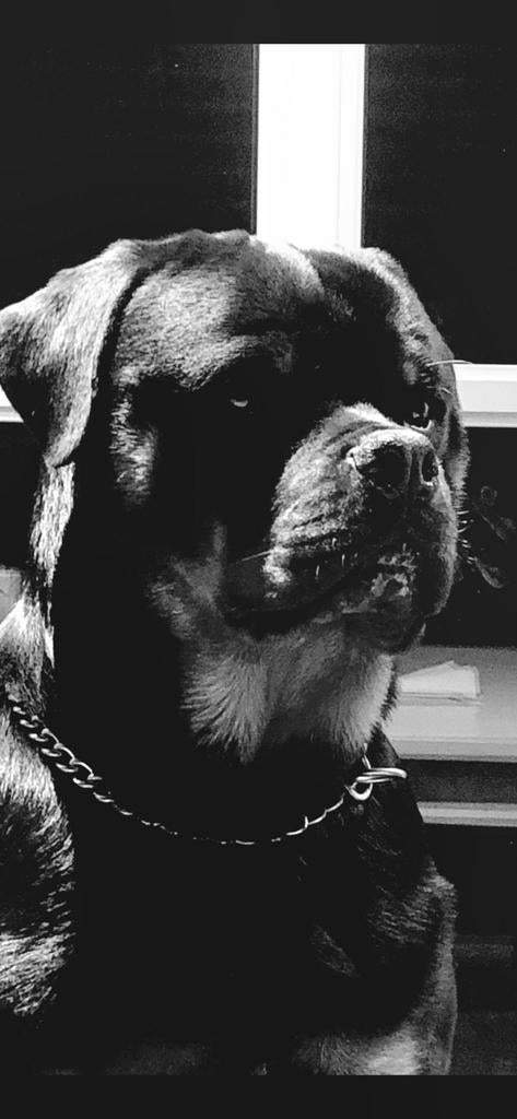 Mooie rottweiler dekreu (stamboom), Particulier, Reu, 1 tot 2 jaar, Buitenland