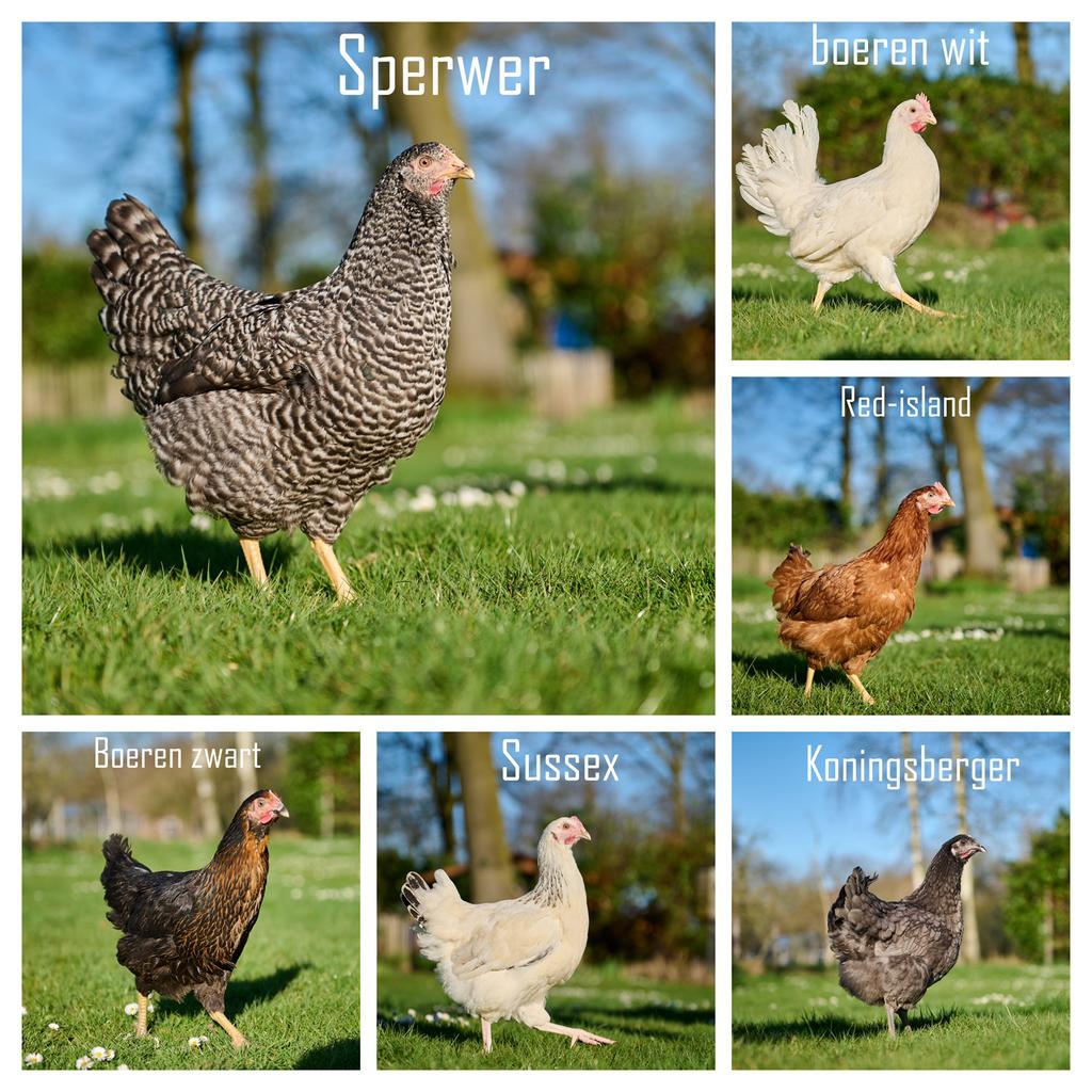 Nieuwe jonge legkippen, Dieren en Toebehoren, Vrouwelijk, Kip