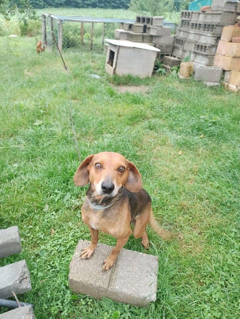 Giovanni – Onze kleine oude man met een groot hart, Dieren en Toebehoren, Honden | Niet-rashonden, 6 jaar of ouder, Particulier