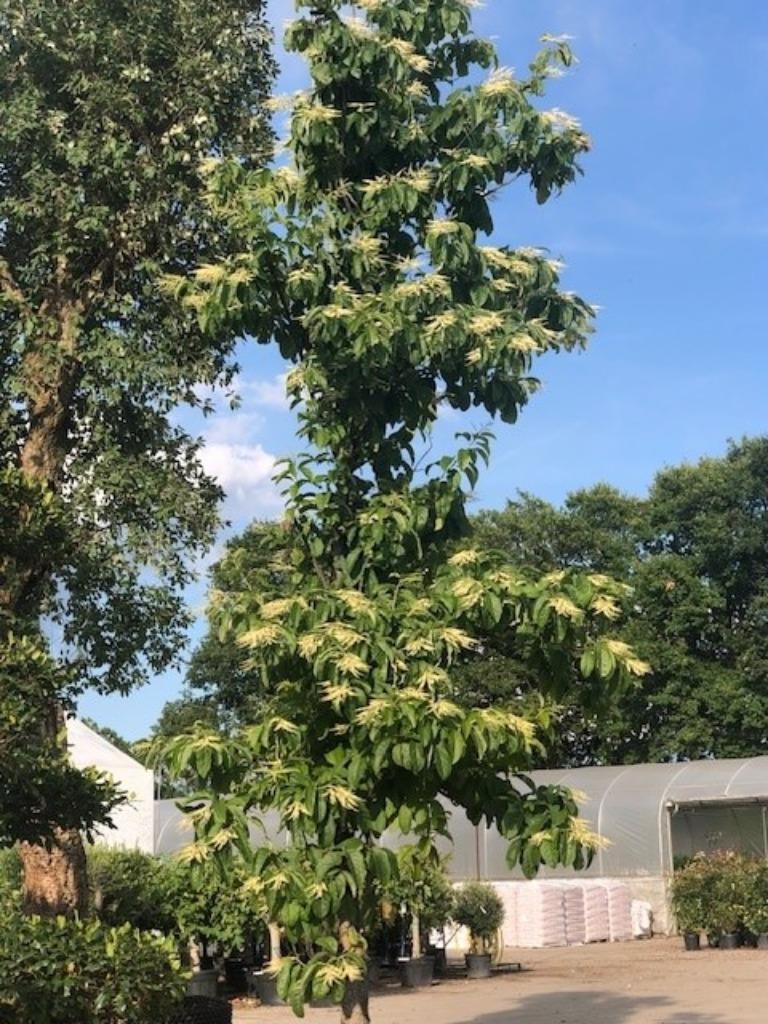 Oxydendrum arboreum, Zuurboom, grote maat!!! Zeldzaam 1350,-, Tuin en Terras, Herfst, Overige soorten, 400 cm of meer, Ophalen