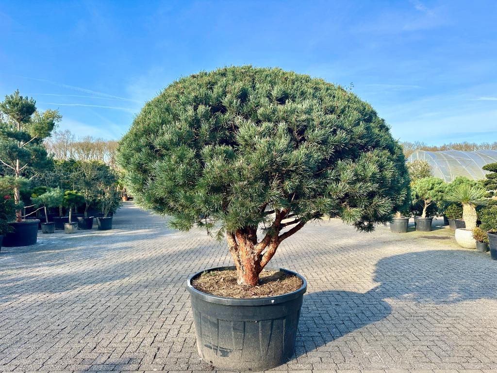 Exclusieve unieke meerstammige Pinus sylvestris Watereri!!