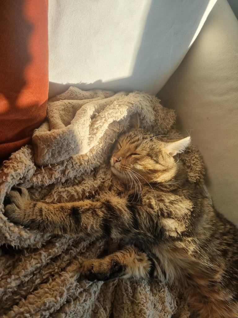 Kater, Dieren en Toebehoren, Kater