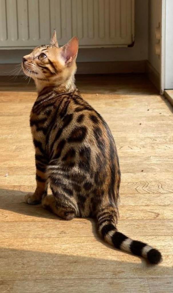 Bengaalse kat, Dieren en Toebehoren, Kater, 3 tot 5 jaar