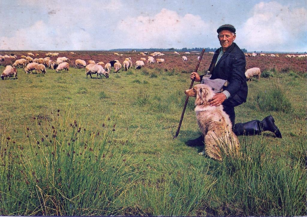 Ansichtkaart Schaapskudde Dwingeloose heide Ruinen Dwingeloo, Ophalen of Verzenden, 1960 tot 1980, Ongelopen, Drenthe
