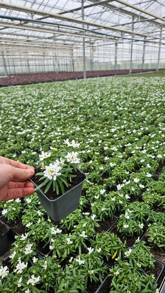 Iberis Sempervirens - witte bloem - bloeiend - vaste plant, Ophalen of Verzenden, Vaste plant, Overige soorten, Volle zon