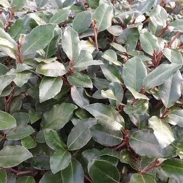 Leibomen ACTIE! Lei olijfwilg - Elaeagnus ebbingei lei boom, Tuin en Terras, Planten | Bomen, Ophalen of Verzenden, Zomer, Volle zon