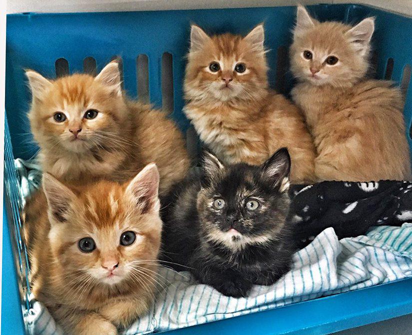 Gezocht: Katerkitten, Kater