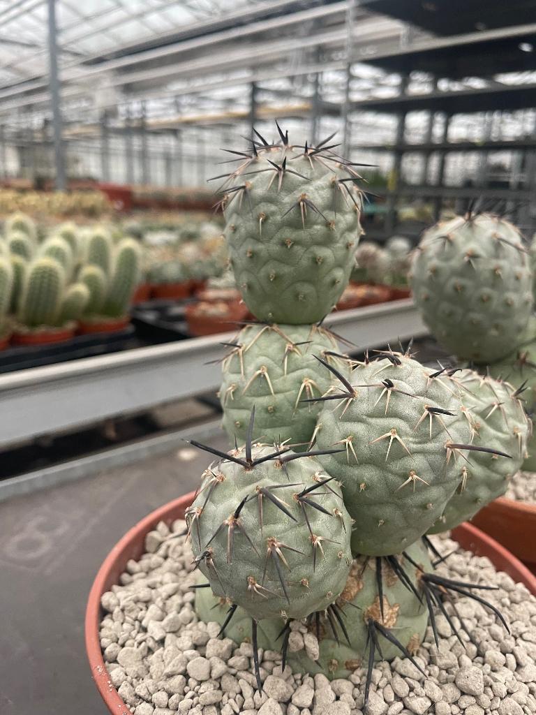 Tephrocactus Geometricus 'Diablo' 17 cm pot. Argentinie., Ophalen of Verzenden, Minder dan 100 cm, Bloeiende kamerplant, Volle zon