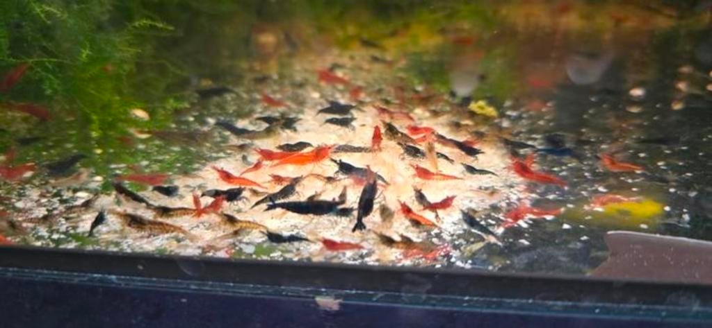 Prachtige mix Neocaridina Garnalen  🦐🦐ACTIE!🦐🦐, Kreeft, Krab of Garnaal, Zoetwatervis, Schoolvis