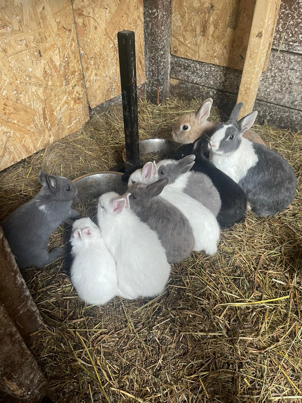 Jonge dwergkonijntjes. 7 en 9 weken oud., Dieren en Toebehoren, Mannelijk, Dwerg, 0 tot 2 jaar