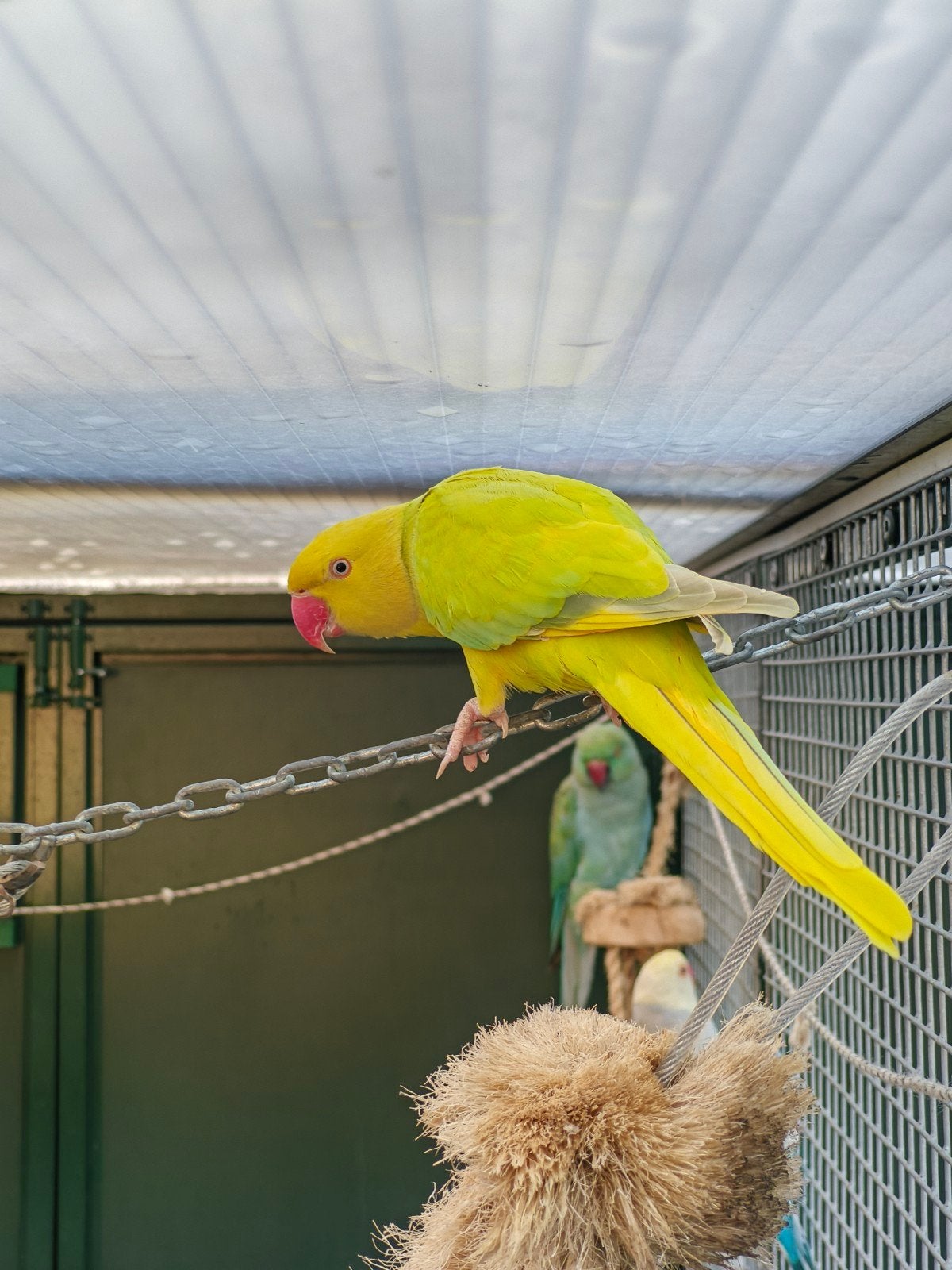 halsbandparkiet pop, Dieren en Toebehoren, Vogels | Parkieten en Papegaaien, Vrouwelijk, Parkiet
