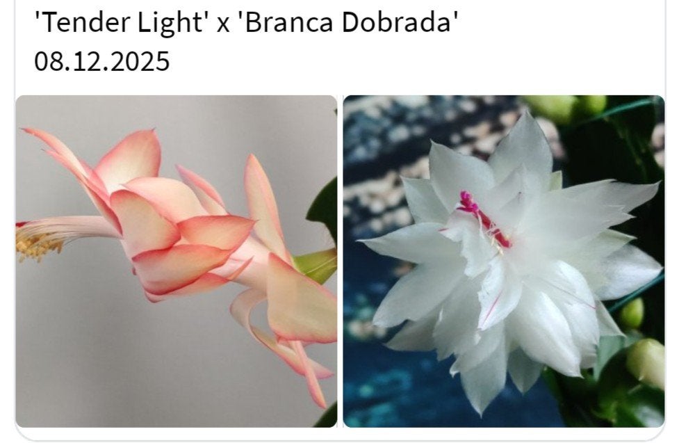 Schlumbergera nieuwe hybride zaadbesje op 1 bladsegment, Verzenden, Halfschaduw, Minder dan 100 cm