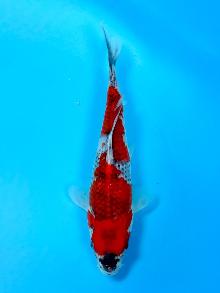 Goshiki Tosai 18–23 cm | Kawakami | Japanse Koi, Karper of Koi