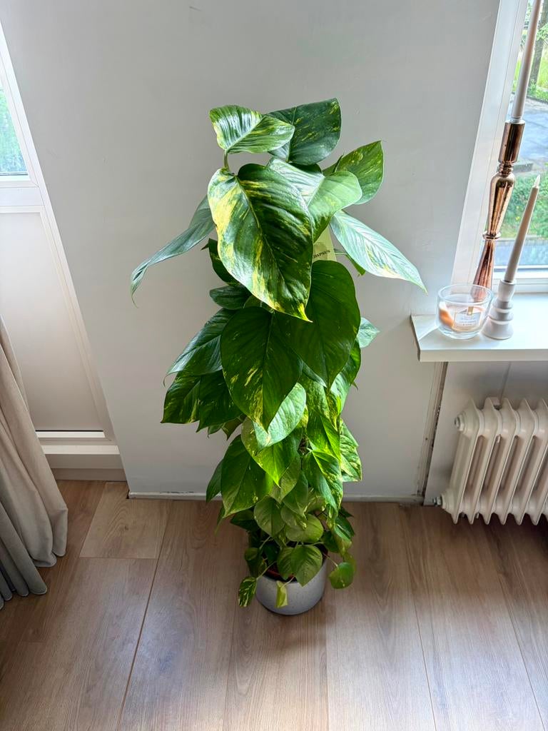 scindapsus aureum, Huis en Inrichting, Kamerplanten, Ophalen, Halfschaduw, 100 tot 150 cm