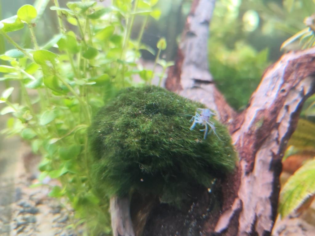 Procambarus Alleni - Blauwe Florida kreeft jongen, Dieren en Toebehoren, Kreeft, Krab of Garnaal, Zoetwatervis