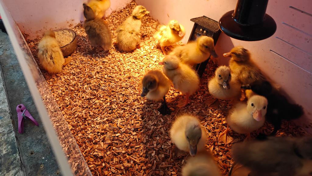 Pulletjes(loopeendjes), Dieren en Toebehoren, Pluimvee, Geslacht onbekend, Eend