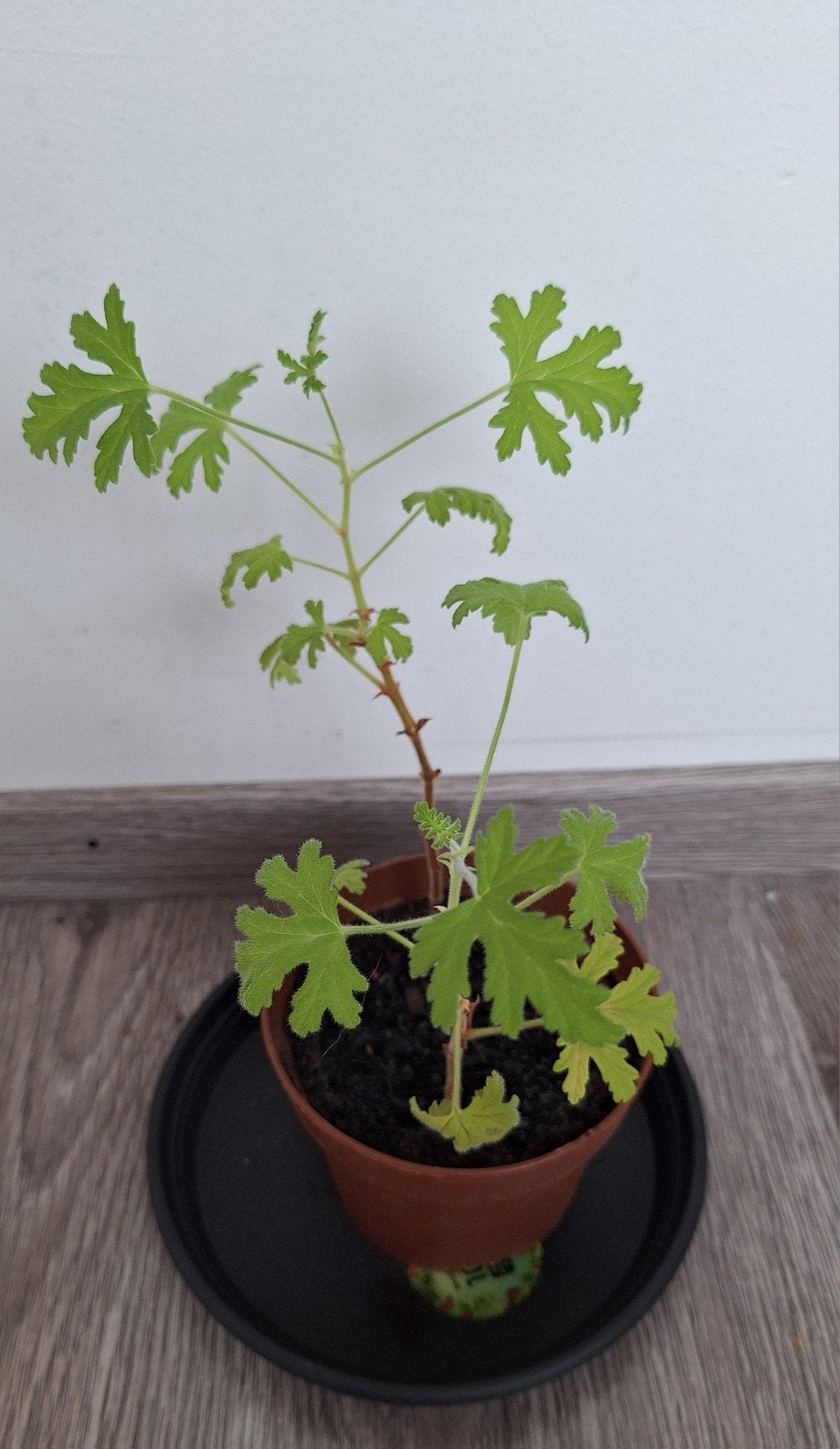 citroen geranium, Ophalen, Overige soorten, Halfschaduw, In pot