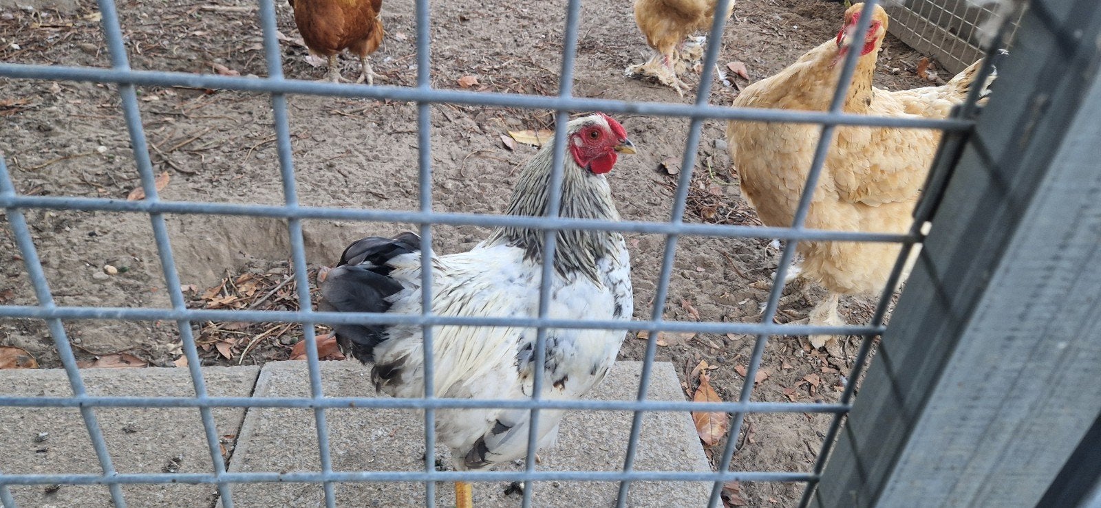 Jong haantje gratis, Ophalen of Verzenden, Nieuw, Hout, Vogelkooi