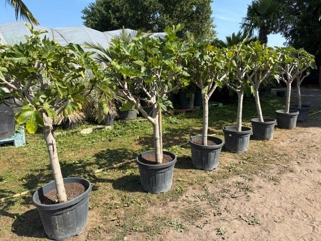 Vijgenboom Ficus Carica, Tuin en Terras, Ophalen, Lente, Volle zon, In pot