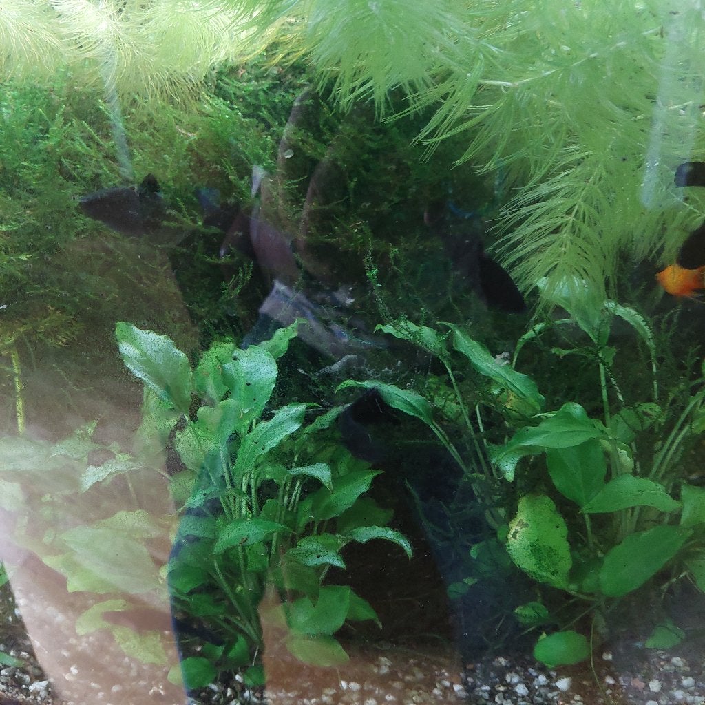 Black molly's te koop, Vis, Zoetwatervis, Schoolvis